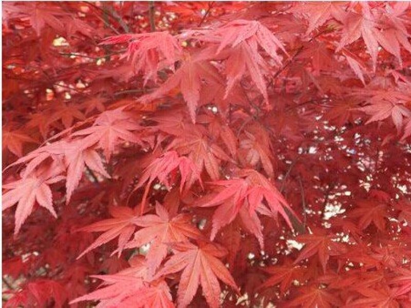 红枫树包邮！可视频看货选货一亩田线上交易下单购买