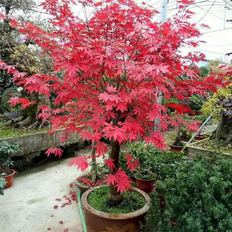 红枫树包邮！可视频看货选货一亩田线上交易下单购买