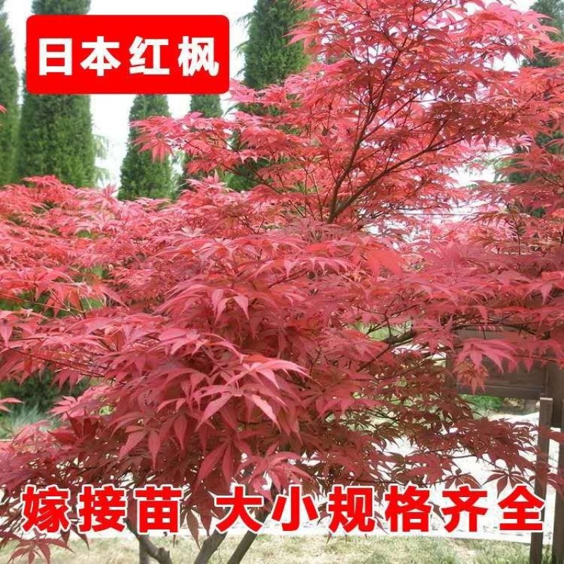 日本红枫可以视频看货选货一亩田线上交易