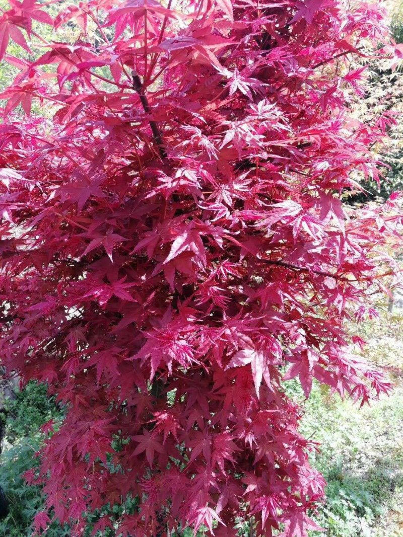 日本红枫苗包邮！可视频看货选货一亩田线上交易下单