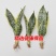 金边虎皮兰植物长脚大金边盆栽室内卧室客厅大型裸苗吸甲醛虎