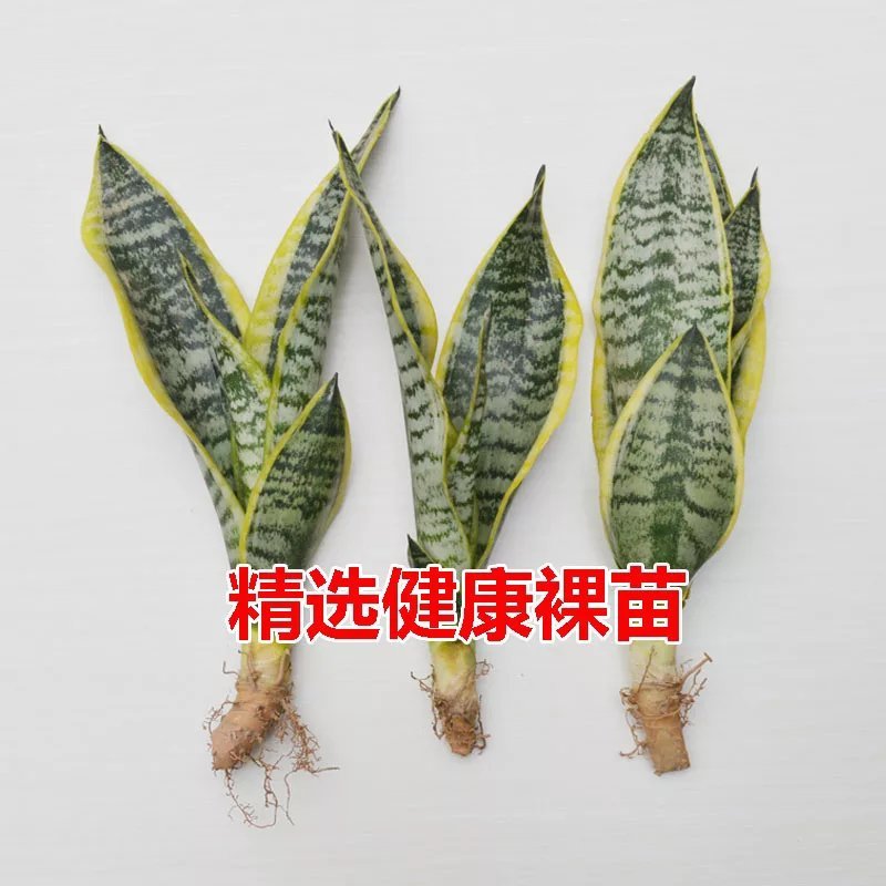 金边虎皮兰植物长脚大金边盆栽室内卧室客厅大型裸苗吸甲醛虎