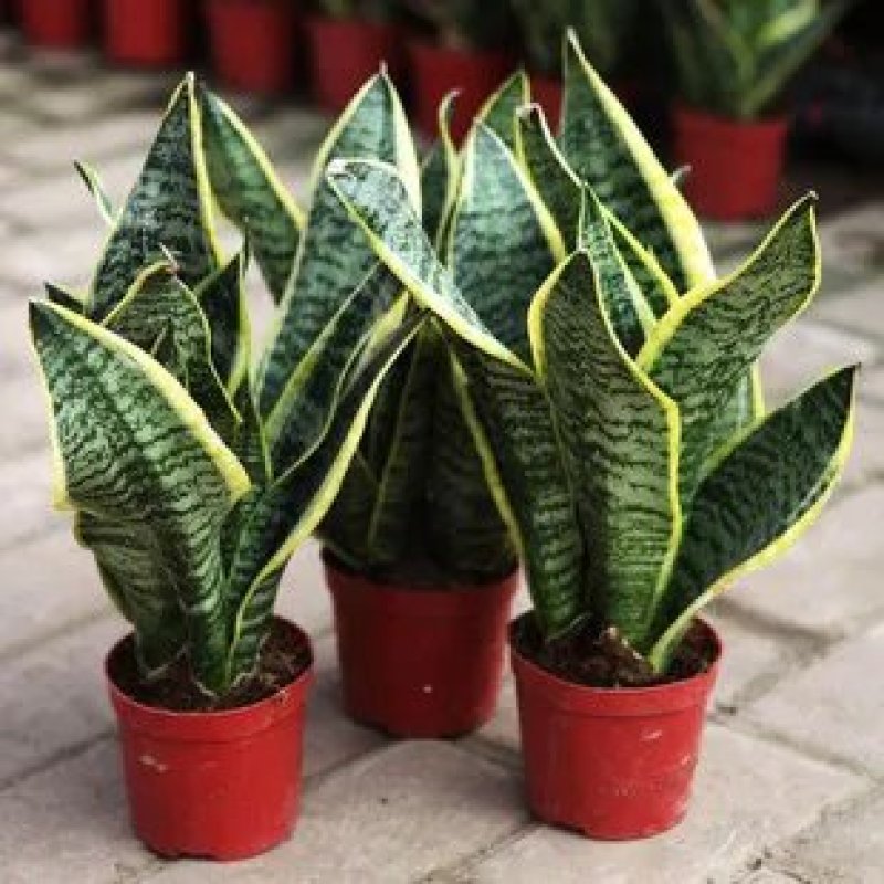金边虎皮兰植物长脚大金边盆栽室内卧室客厅大型裸苗吸甲醛虎