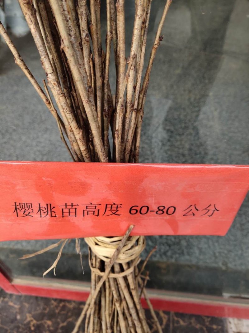 樱桃苗可视频看货选货一亩田线上交易下单购买