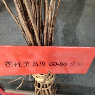 樱桃树苗可视频看货选货一亩田线上交易下单购买