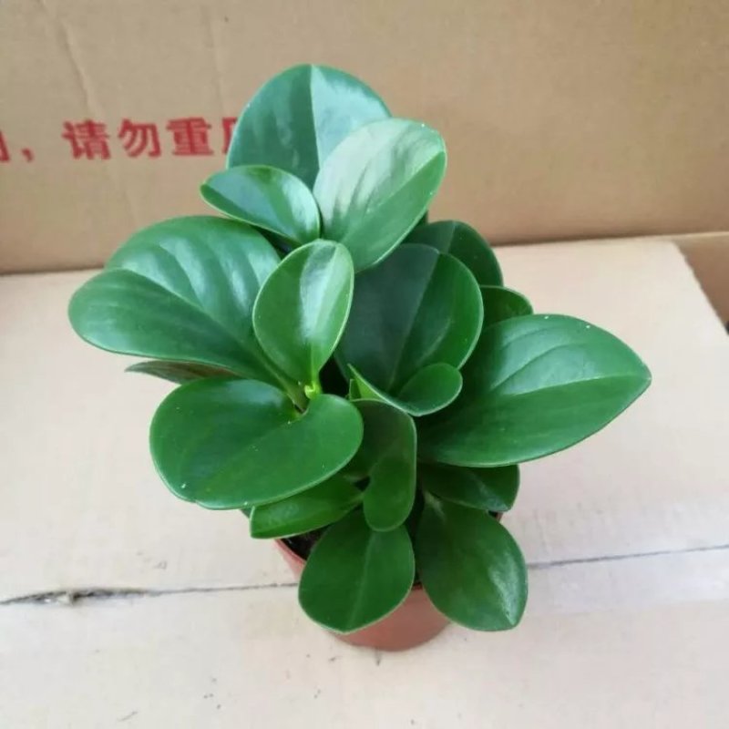 豆瓣绿多肉植物盆栽吸二手烟室内客厅桌面绿植碧玉水培植物花