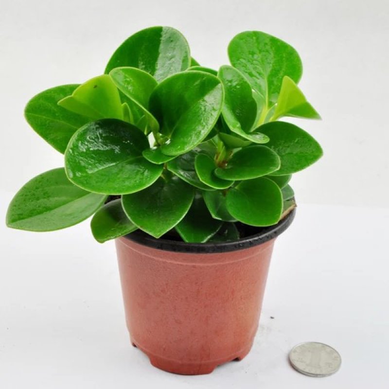 豆瓣绿多肉植物盆栽吸二手烟室内客厅桌面绿植碧玉水培植物花