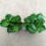 豆瓣绿多肉植物盆栽吸二手烟室内客厅桌面绿植碧玉水培植物花