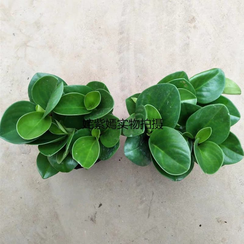 豆瓣绿多肉植物盆栽吸二手烟室内客厅桌面绿植碧玉水培植物花