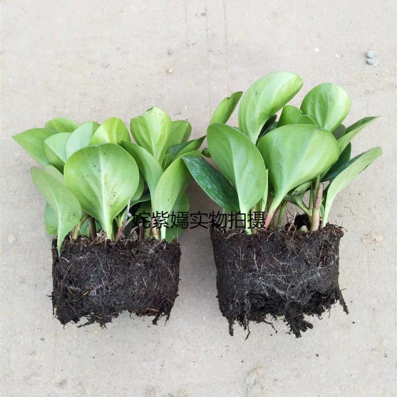 豆瓣绿多肉植物盆栽吸二手烟室内客厅桌面绿植碧玉水培植物花