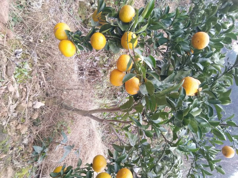 黄金贡柑，高山橘柚果，味甜不酸。皮厚耐贮运，10斤装包邮