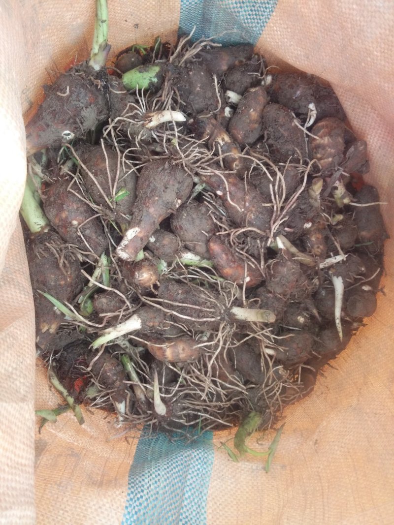 槟榔粉芋头种子整车发货