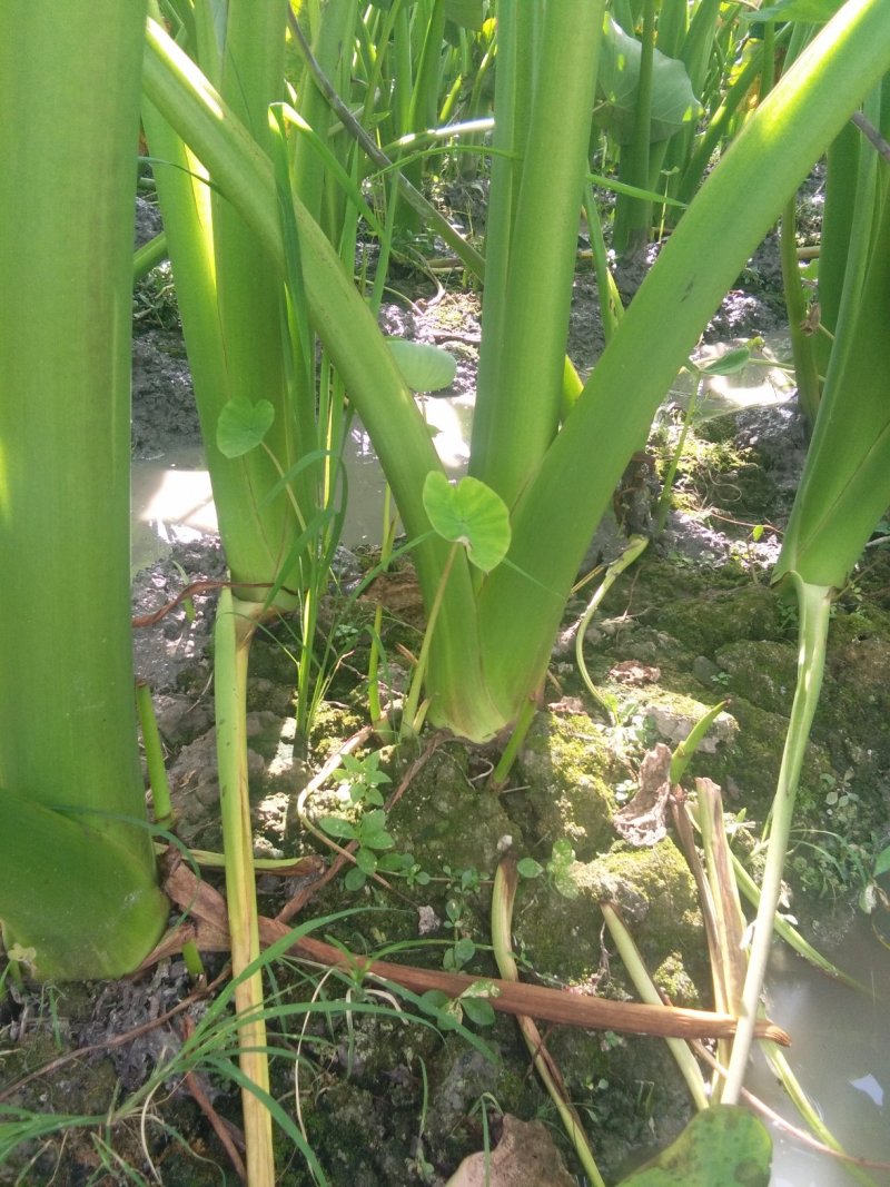 槟榔粉芋头种子整车发货