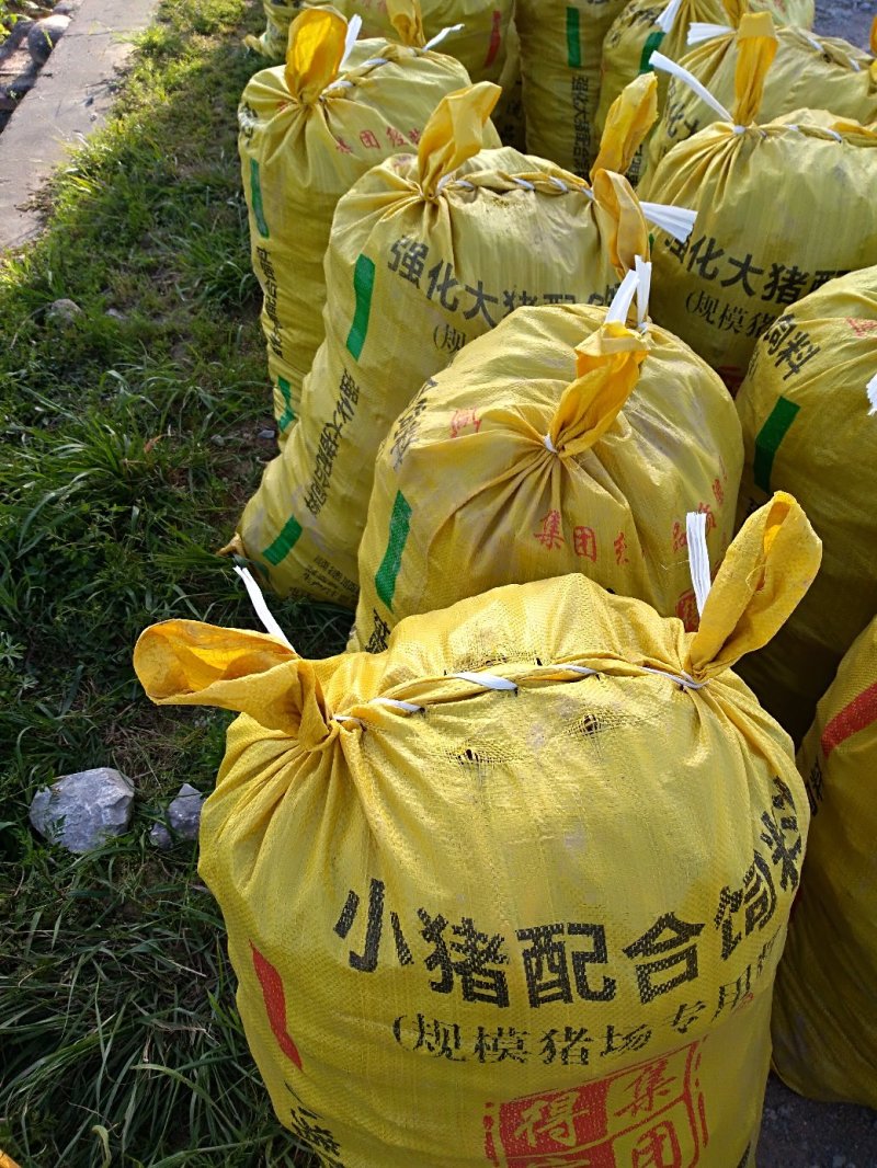 槟榔粉芋头种子整车发货