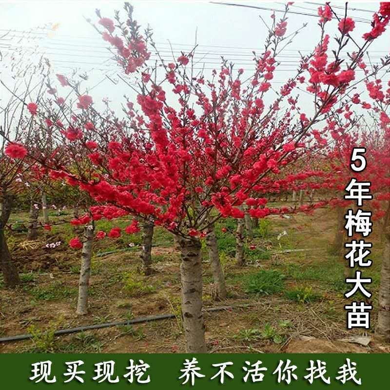 红梅苗红梅树苗红梅小苗绿梅苗