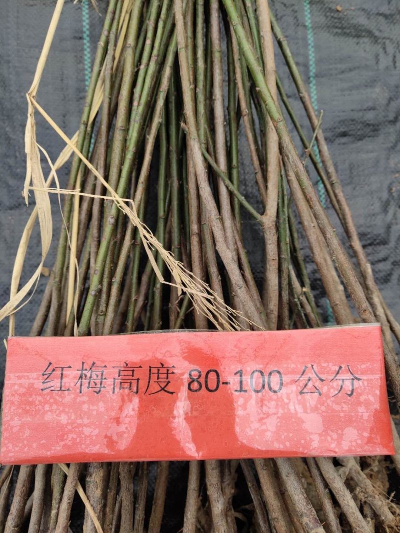 红梅苗可视频看货选货一亩田线上交易下单购买