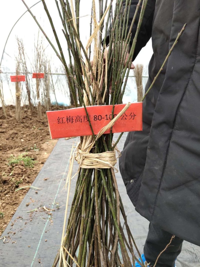 红梅苗可视频看货选货一亩田线上交易下单购买