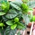 栀子花盆栽花卉植物室内带花苞阳台水培绿植浓香型大树苗四季