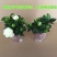 栀子花盆栽花卉植物室内带花苞阳台水培绿植浓香型大树苗四季