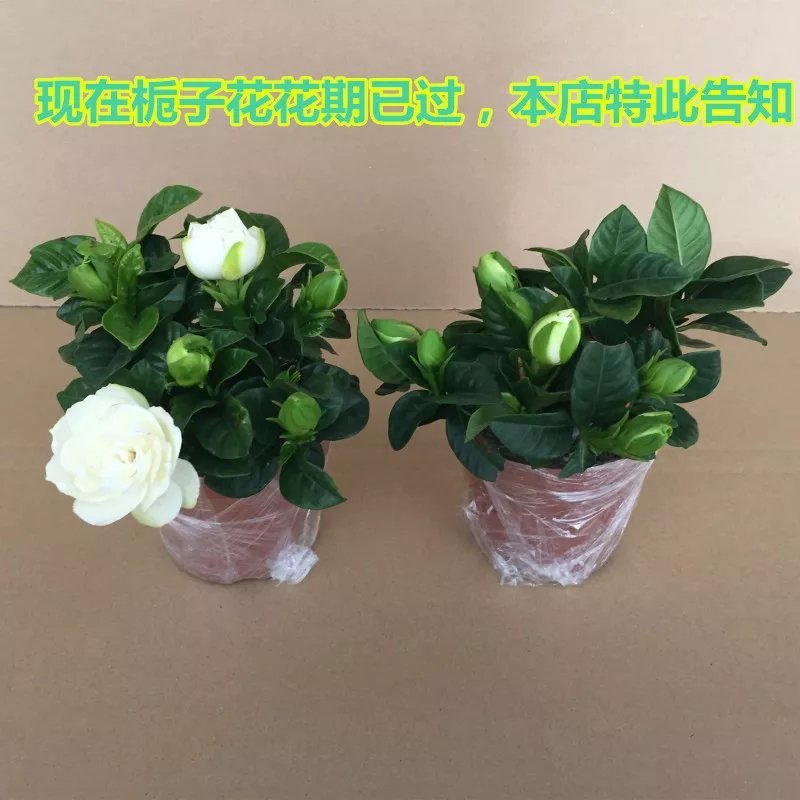 栀子花盆栽花卉植物室内带花苞阳台水培绿植浓香型大树苗四季