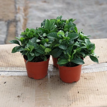 栀子花盆栽花卉植物室内带花苞阳台水培绿植浓香型大树苗四季