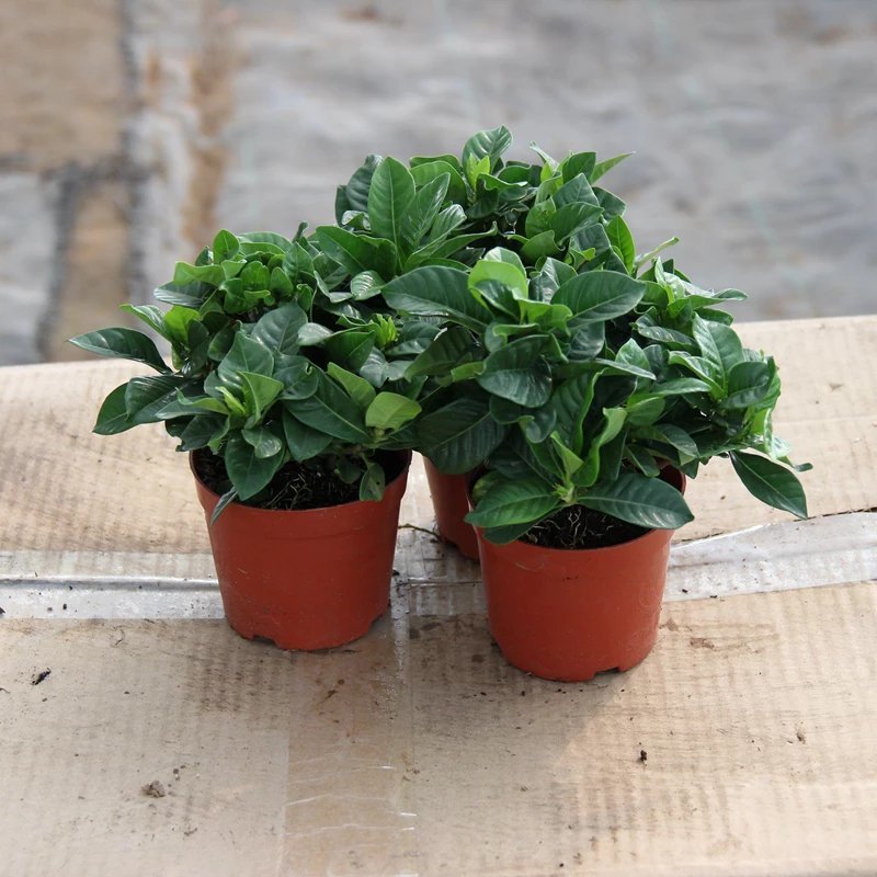 栀子花盆栽花卉植物室内带花苞阳台水培绿植浓香型大树苗四季