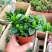 栀子花盆栽花卉植物室内带花苞阳台水培绿植浓香型大树苗四季