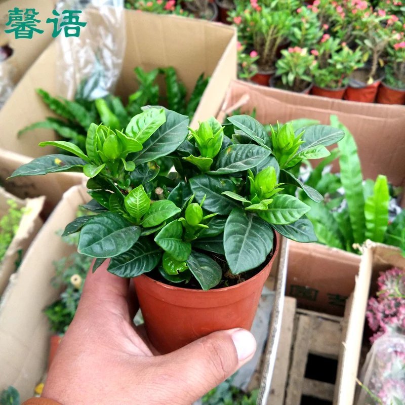 栀子花盆栽花卉植物室内带花苞阳台水培绿植浓香型大树苗四季