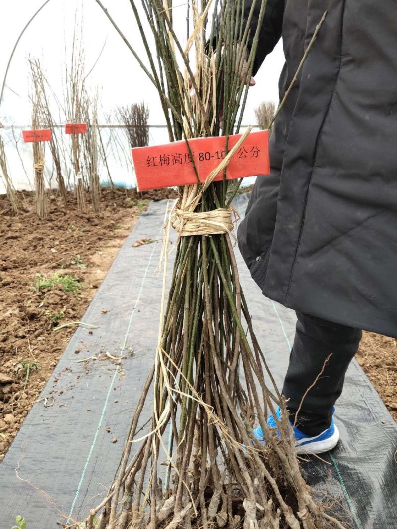 梅花包邮！绿化盆栽高档别墅小区绿化花苗可视频看货