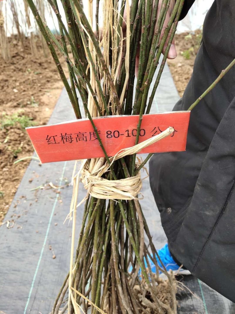 梅花苗高度50-80公分包邮可以一亩田直接下单