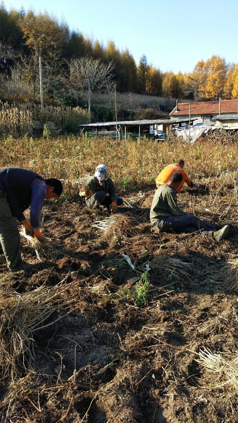刺龙芽苗辽宁刺龙芽种苗苗圃直发提供技术欢迎咨询
