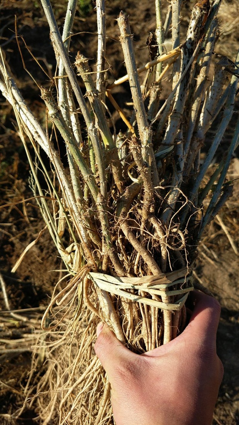 刺龙芽苗辽宁刺龙芽种苗苗圃直发提供技术欢迎咨询