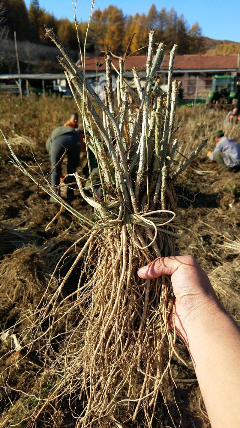 刺龙芽苗辽宁刺龙芽种苗苗圃直发提供技术欢迎咨询