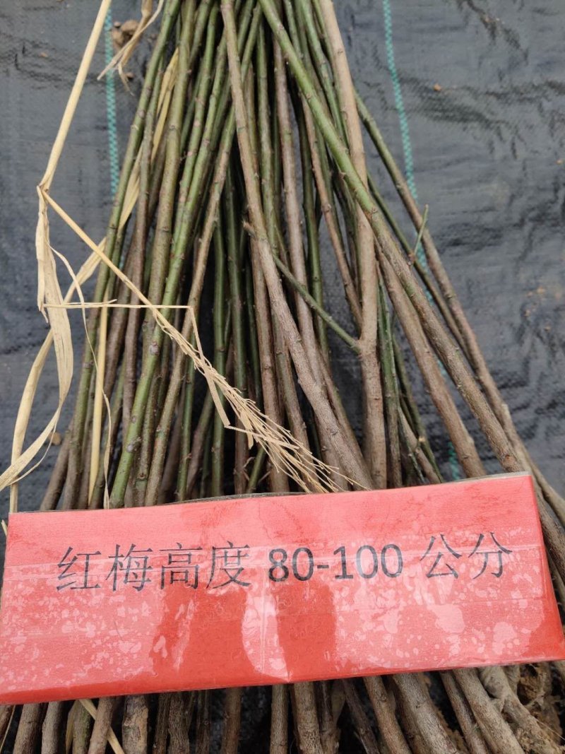 梅花苗梅花树苗梅花小苗红梅苗红梅小苗红梅树苗