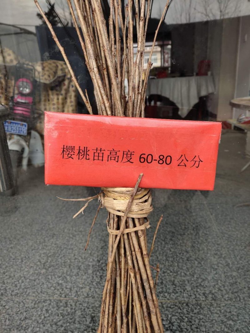 樱桃小苗可视频看货选货一亩田线上交易下单