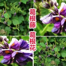 张家界野生葛粉