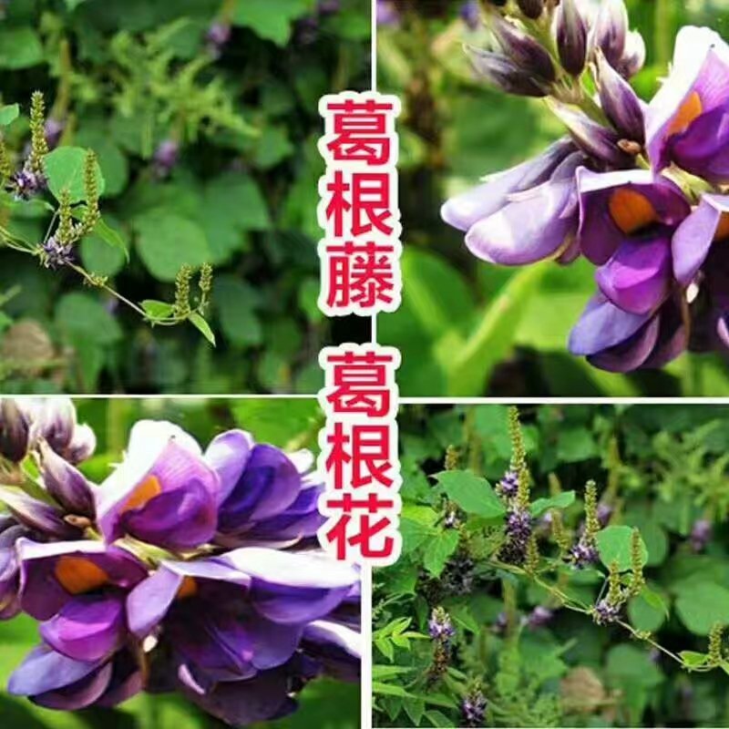 张家界野生葛粉