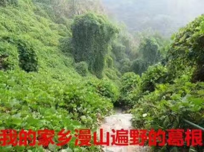 张家界野生葛粉