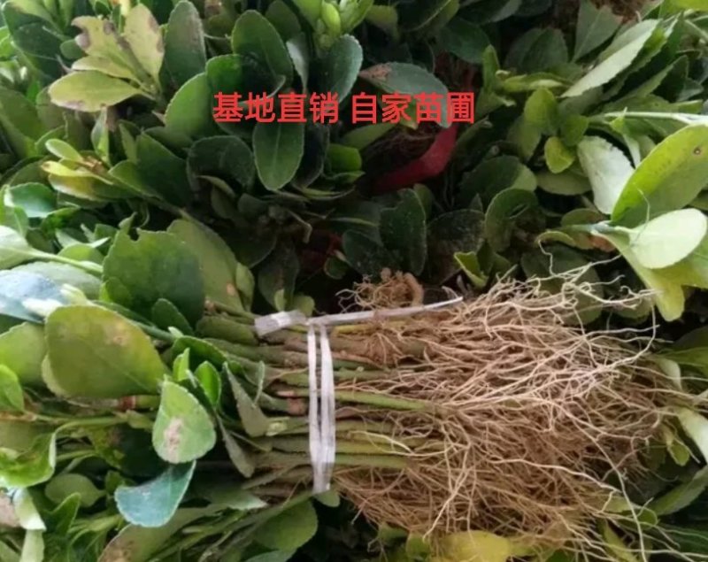 冬青苗高度10cm往上0.1元包邮价偏远地区不包邮