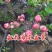 海棠花盆栽四季开花海棠树苗盆景老桩花卉植物室内阳台好养的