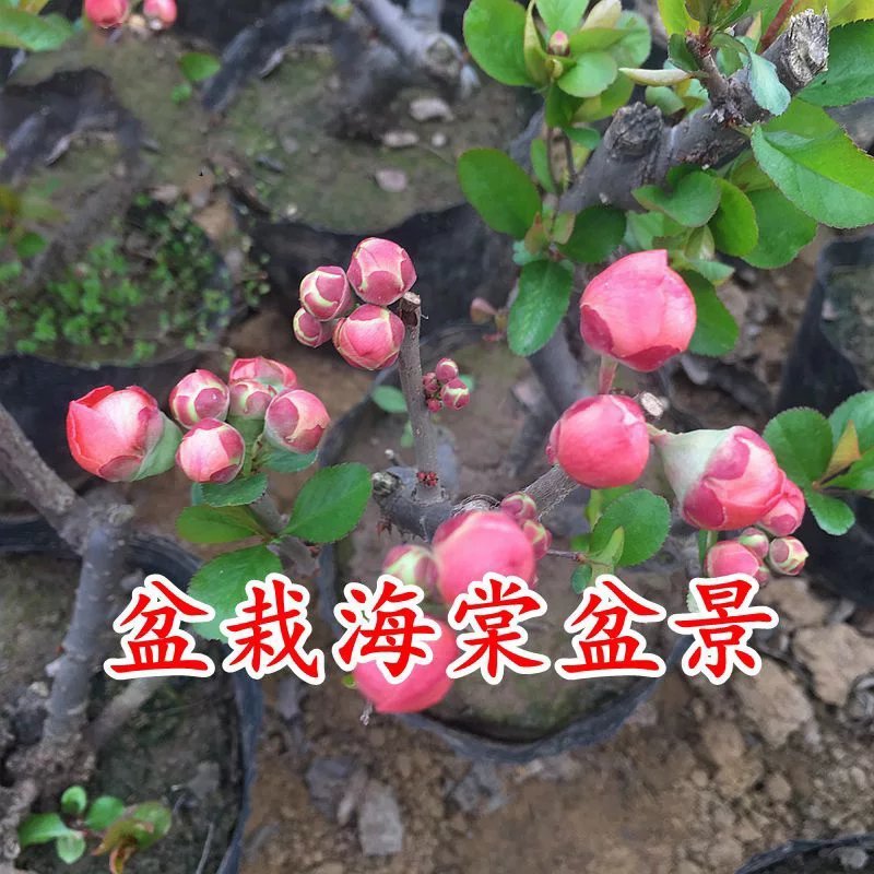 海棠花盆栽四季开花海棠树苗盆景老桩花卉植物室内阳台好养的