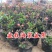 海棠花盆栽四季开花海棠树苗盆景老桩花卉植物室内阳台好养的