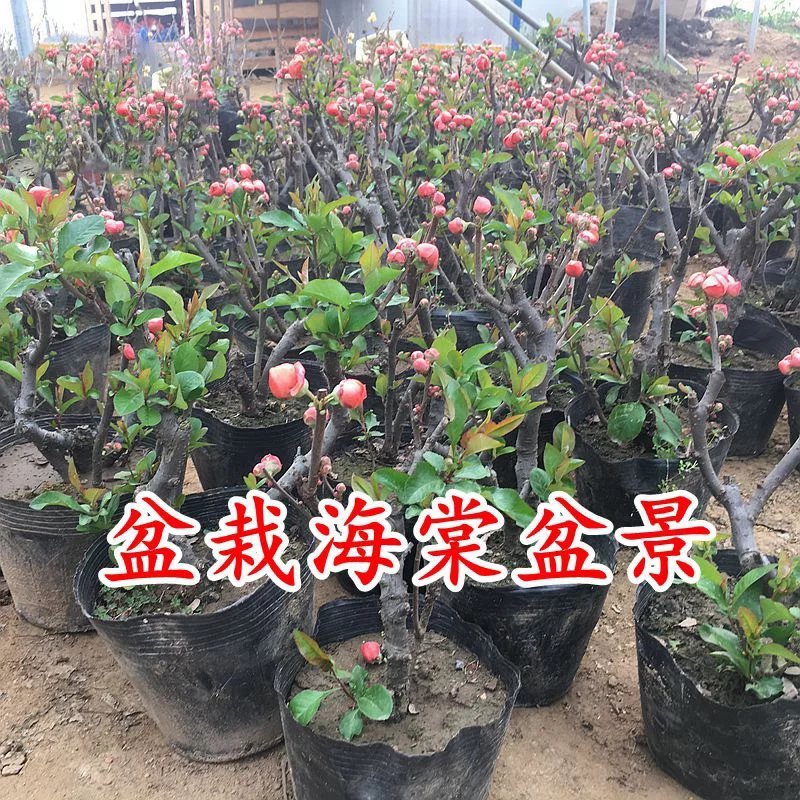 海棠花盆栽四季开花海棠树苗盆景老桩花卉植物室内阳台好养的