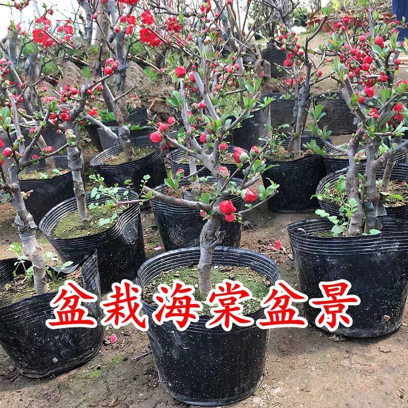 海棠花盆栽四季开花海棠树苗盆景老桩花卉植物室内阳台好养的