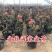 海棠花盆栽四季开花海棠树苗盆景老桩花卉植物室内阳台好养的