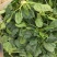 精品【小菠菜】散装精品大棚小菠菜！承接全国各地商家和超市