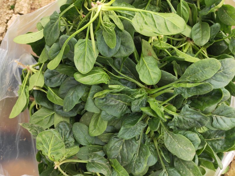 精品【小菠菜】散装精品大棚小菠菜！承接全国各地商家和超市