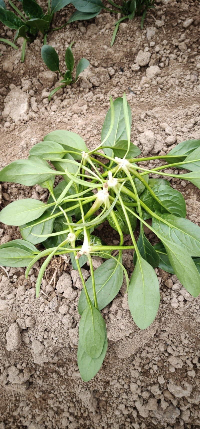 精品【小菠菜】散装精品大棚小菠菜！承接全国各地商家和超市