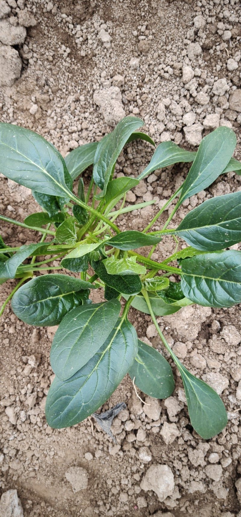 精品【小菠菜】散装精品大棚小菠菜！承接全国各地商家和超市