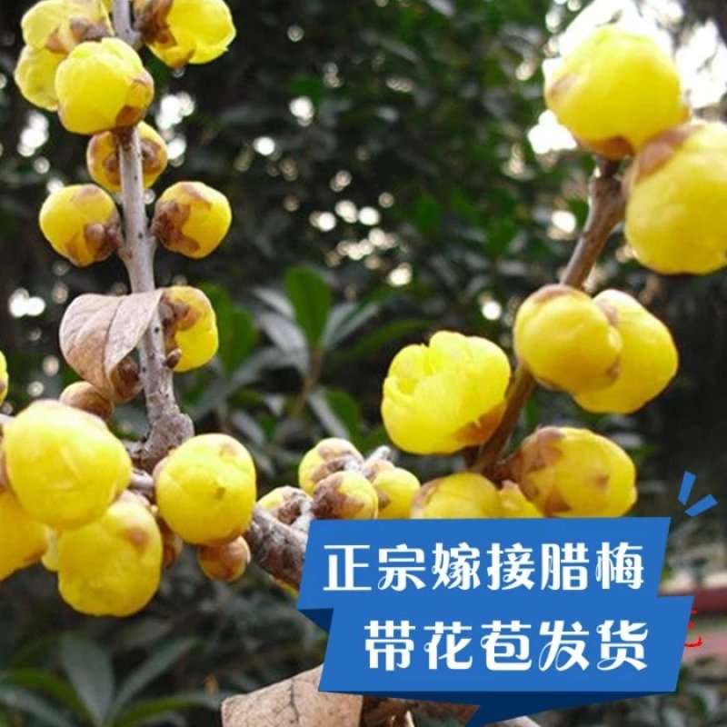 浓香型腊梅花树苗盆栽梅花盆景老桩红梅耐寒花卉植物室内阳台